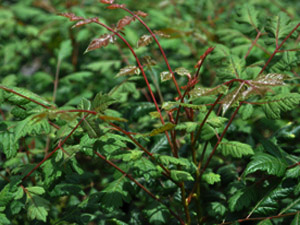 Vivers Càrex - Koelreuteria integrifolia (Koelreuteria bipinnata)
